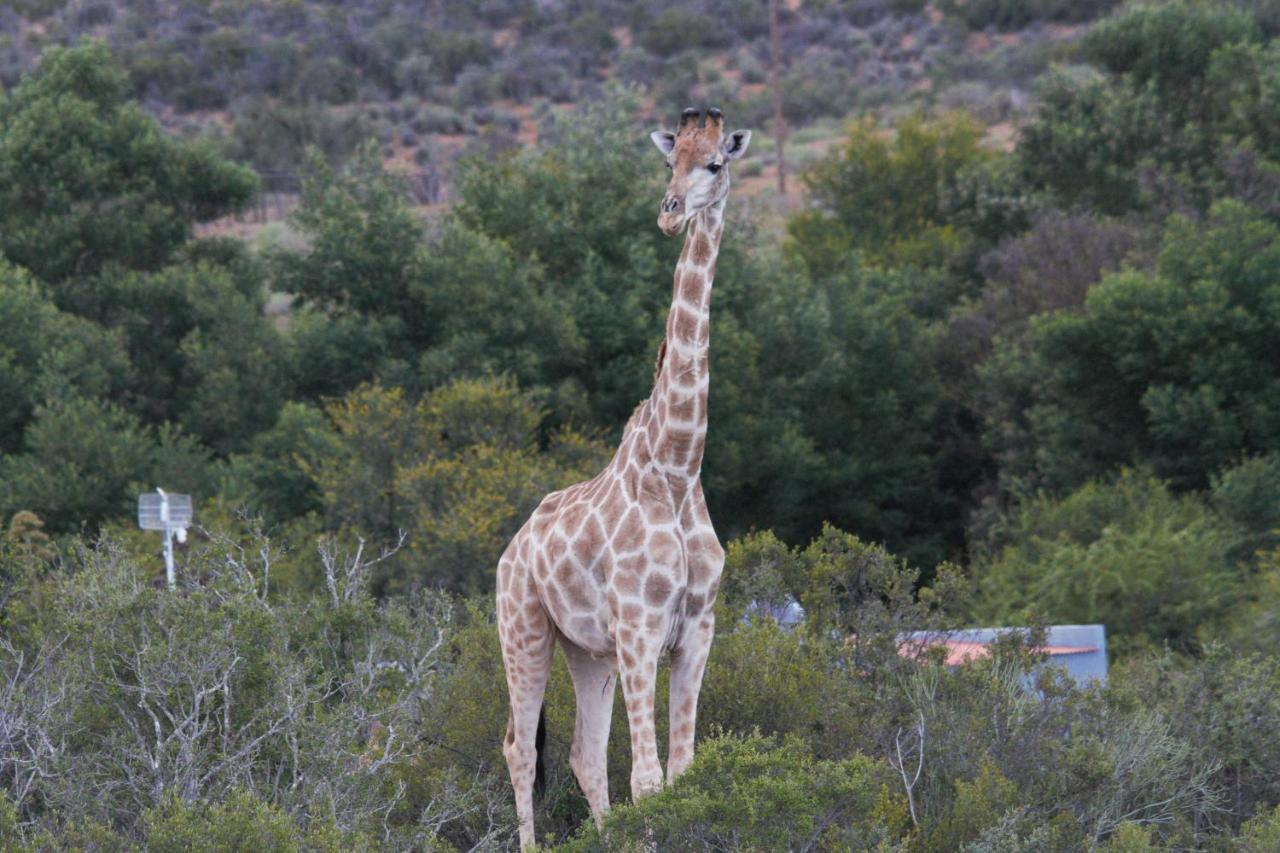 Zwartberg View Mountain Lodge Oudtshoorn Zewnętrze zdjęcie