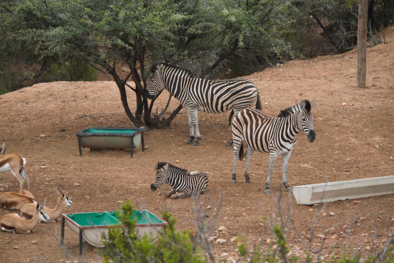 Zwartberg View Mountain Lodge Oudtshoorn Zewnętrze zdjęcie