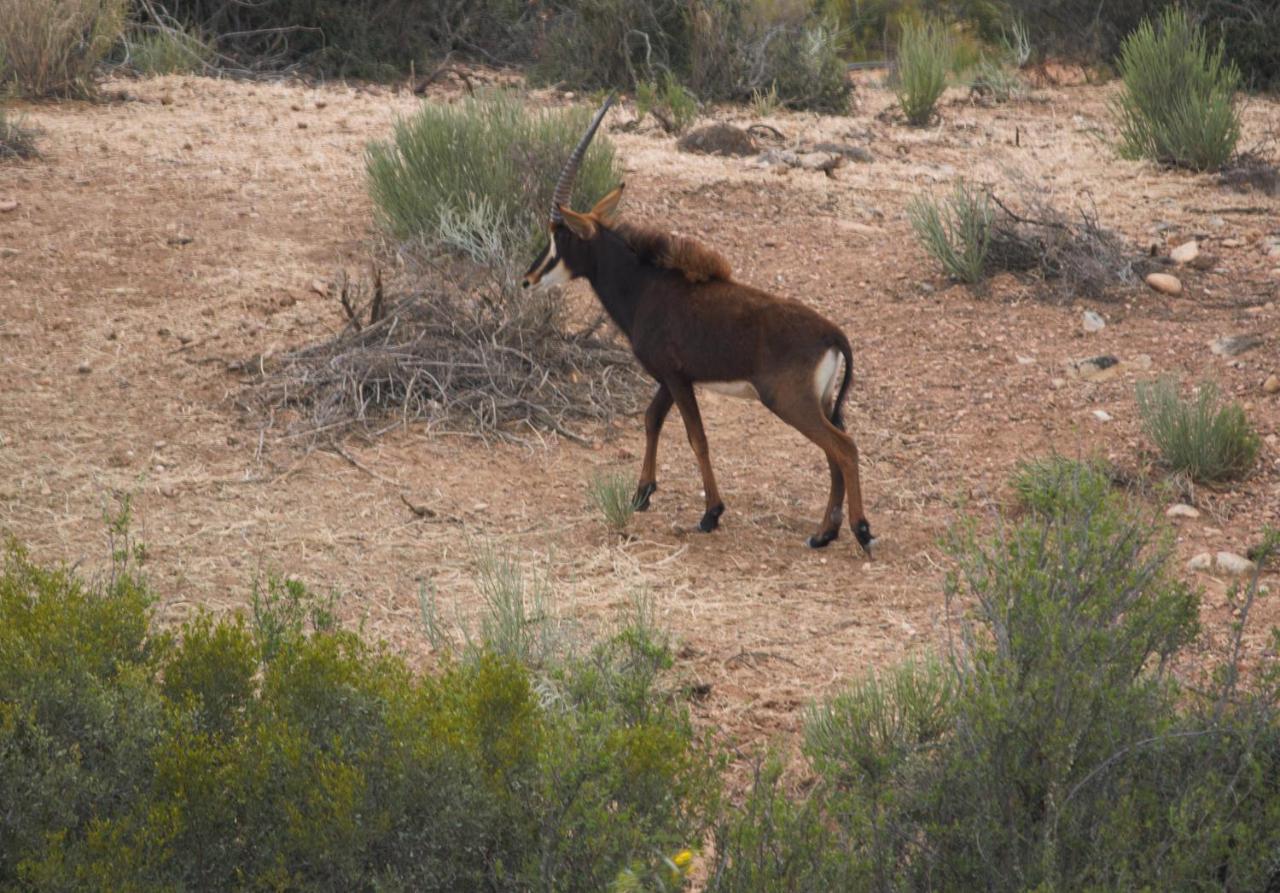 Zwartberg View Mountain Lodge Oudtshoorn Zewnętrze zdjęcie