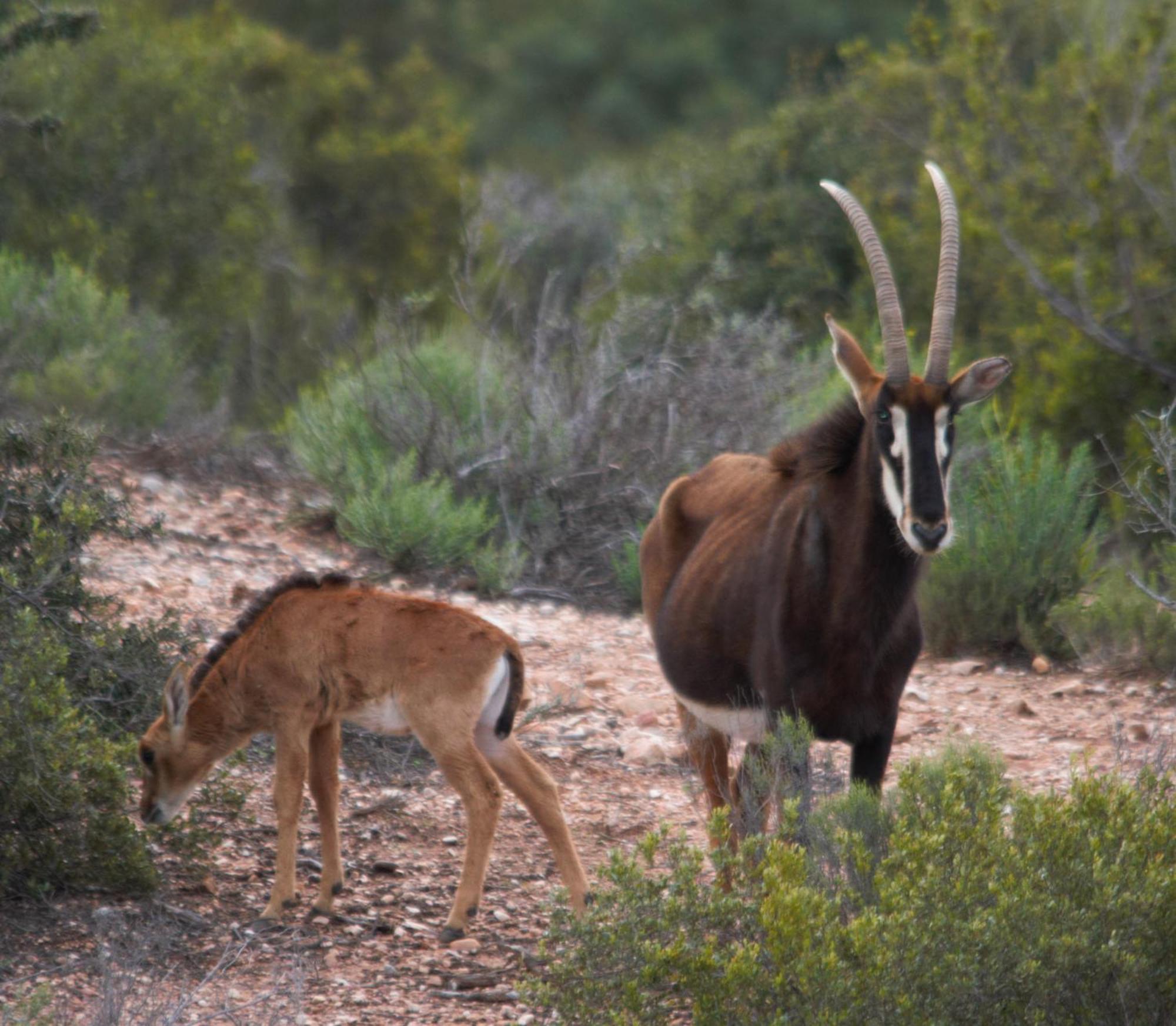 Zwartberg View Mountain Lodge Oudtshoorn Zewnętrze zdjęcie